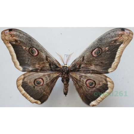 Saturnia pyri (Denis & Schiffermüller, 1775) male Pawica gruszówka ex. ovo Czech 110mm17